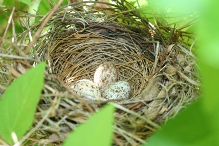 Red Bird nest sm