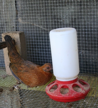 Hen is taking a break from her eggs.